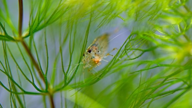 ヤマトヌマエビの飼い方 アクアリウム初心者におすすめ 最強のコケとり生物 相性の良い水草は 日淡といっしょ
