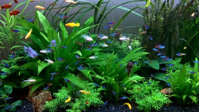 初心者におすすめ 小型の淡水熱帯魚に適した水草は ６種類のアクアリウム用の水草をご紹介 日淡といっしょ