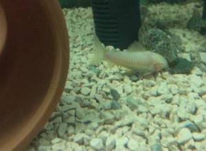 セルフィンプレコの飼い方 育て方を徹底解説 実際の飼育水槽 道具 大きさを紹介 日淡といっしょ