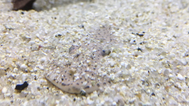 18cmまで大きくなる トーピードバルブの飼い方を飼育環境を紹介しながら徹底解説 でも温厚 日淡といっしょ