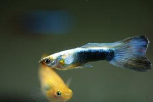 グッピーの飼育と繁殖に成功させた筆者が稚魚の育成方法を徹底解説 実際の飼育水槽 道具も紹介 日淡といっしょ