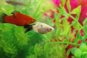 繁殖注意 プラティの飼い方 育て方を徹底解説 種類の違いは 稚魚のまま増える 日淡といっしょ
