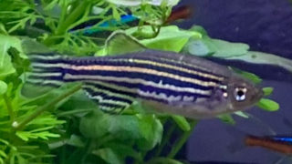 淡水熱帯魚 日淡といっしょ