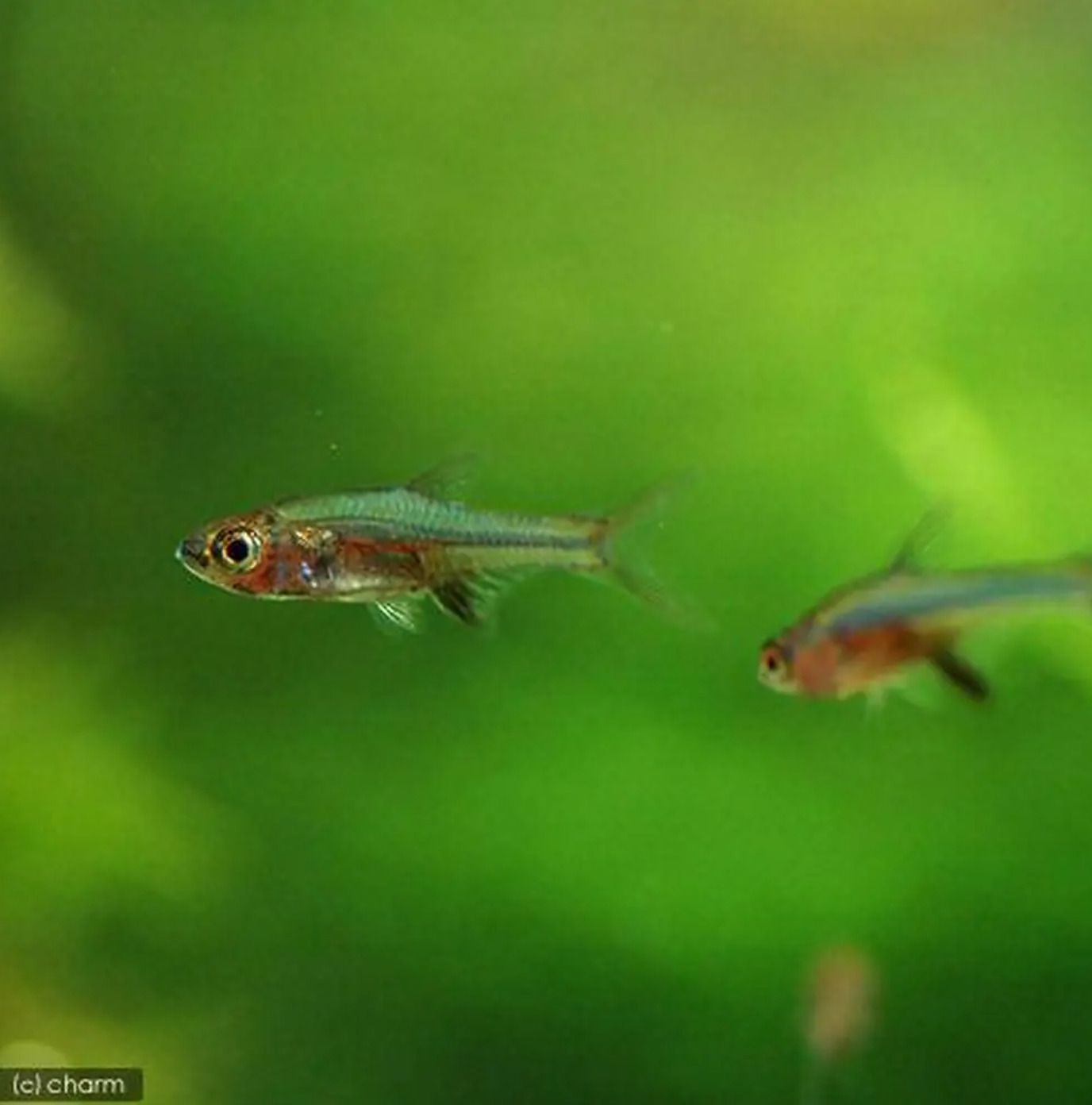 店 熱帯魚 ミクロラスボラ ブルーネオン ４匹 北海道航空便要保温 Shipsctc Org