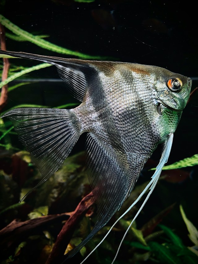 卸売 (募集中)アルタムエンゼルフィッシュ７匹セット 飼いこみ４年