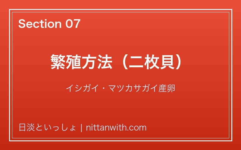アブラボテ 繁殖方法・二枚貝産卵