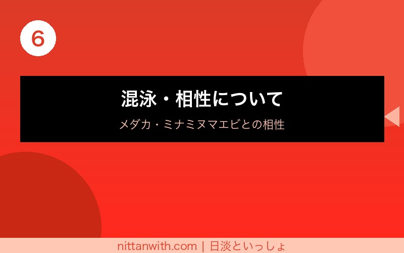 アカヒレのボトルアクアリウム飼育方法