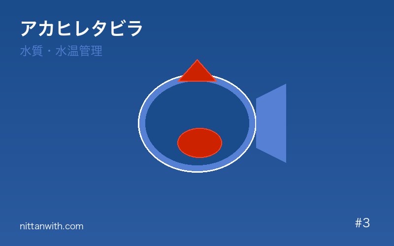 アカヒレタビラ 飼育環境・水槽セット