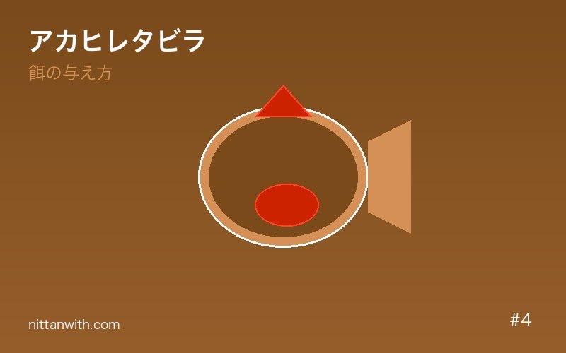 アカヒレタビラ 水質・水温管理