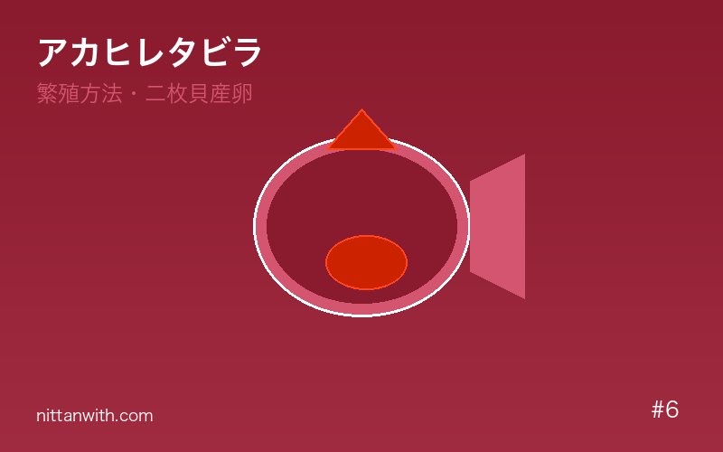 アカヒレタビラ 混泳について