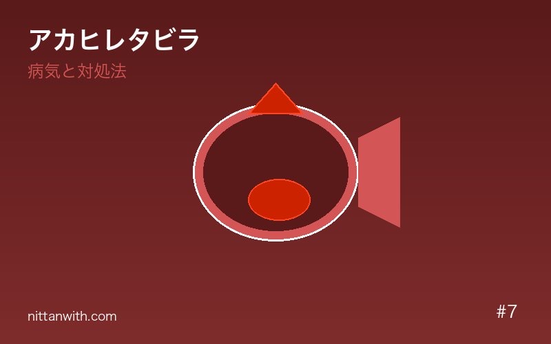 アカヒレタビラ 繁殖・二枚貝産卵