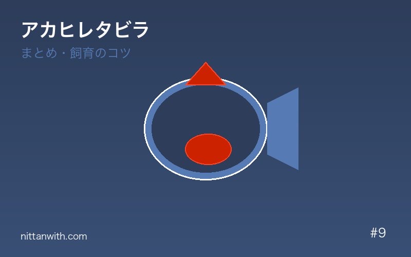 アカヒレタビラ まとめ