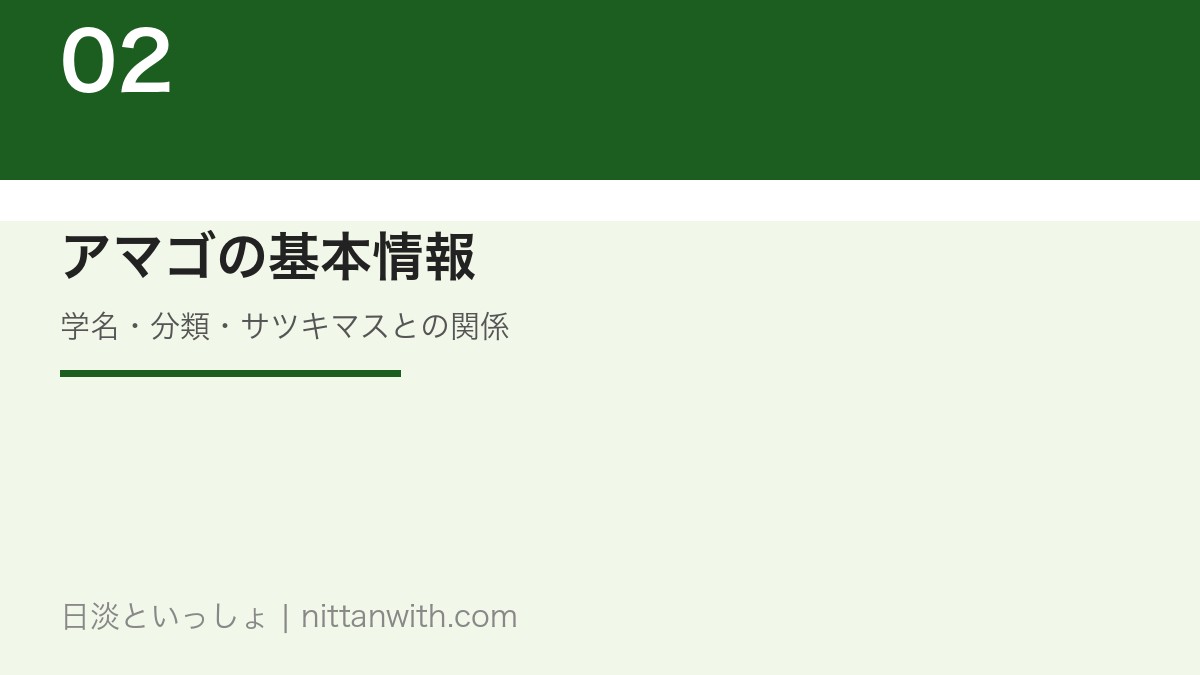 アマゴの基本情報｜学名・分類・サツキマスとの関係
