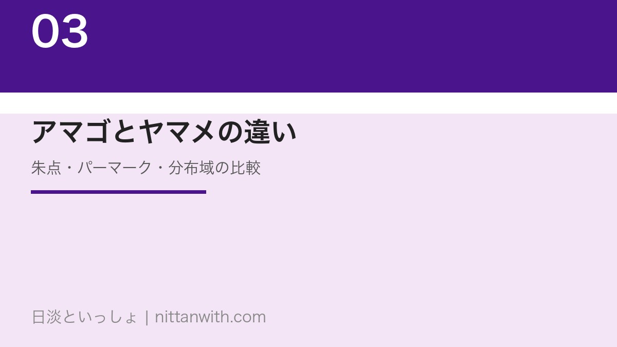 アマゴとヤマメの違い｜朱点・パーマーク・分布域の徹底比較