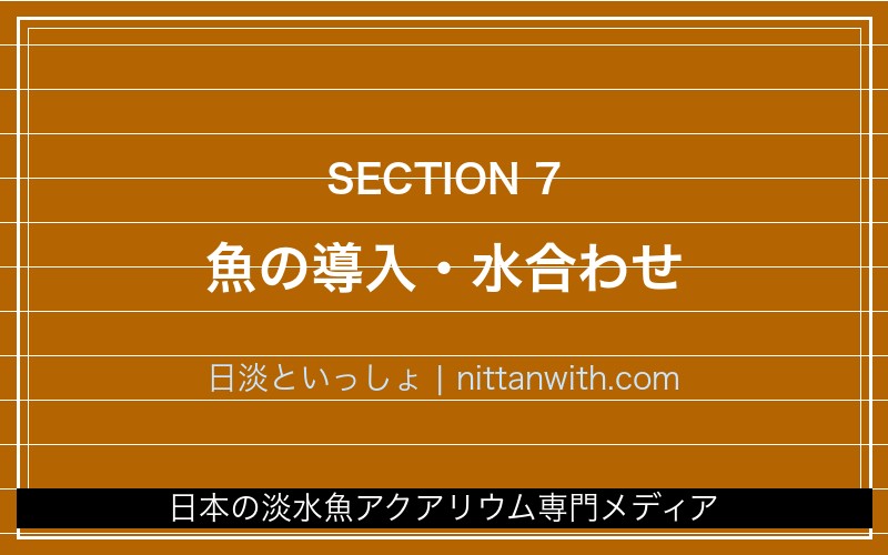 魚の導入・水合わせ