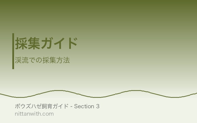ボウズハゼの採集ガイド - 渓流での採集方法