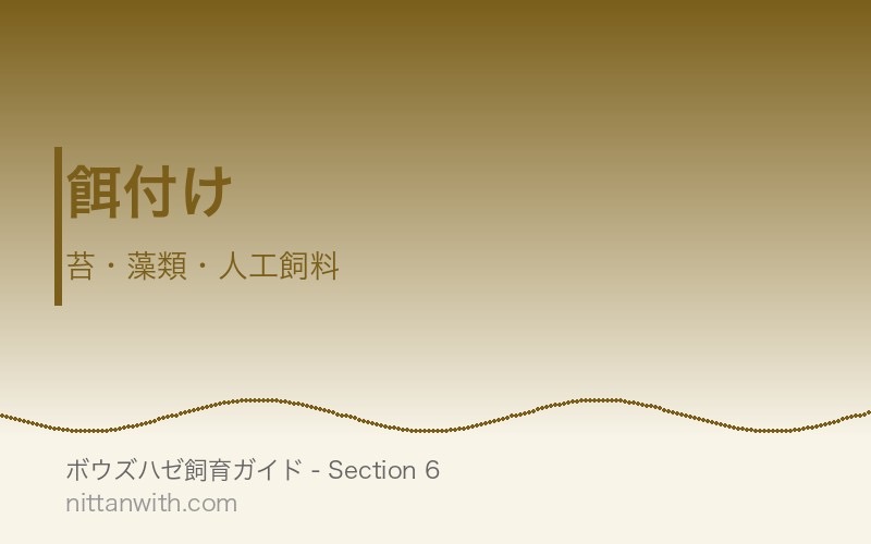 ボウズハゼの餌付け - 苔・藻類・人工飼料