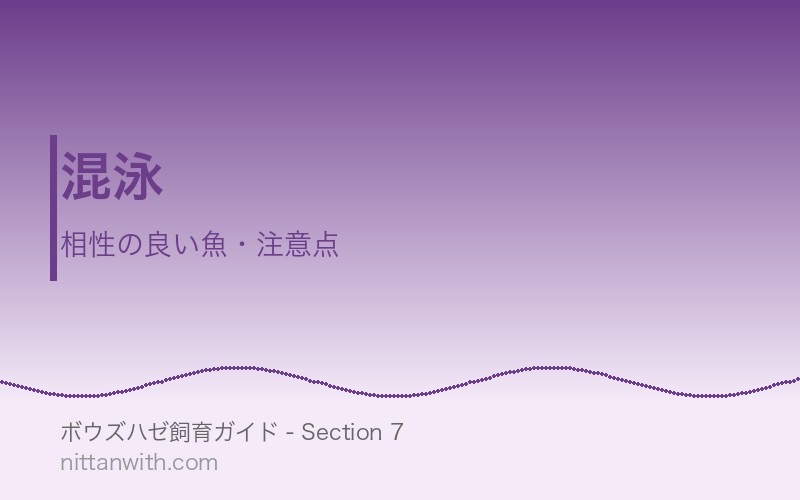 ボウズハゼの混泳 - 相性の良い魚・注意点