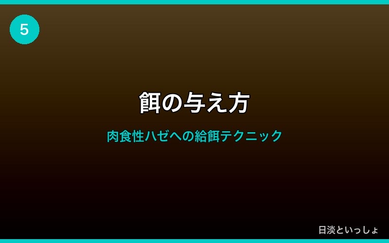 チチブへの餌の与え方