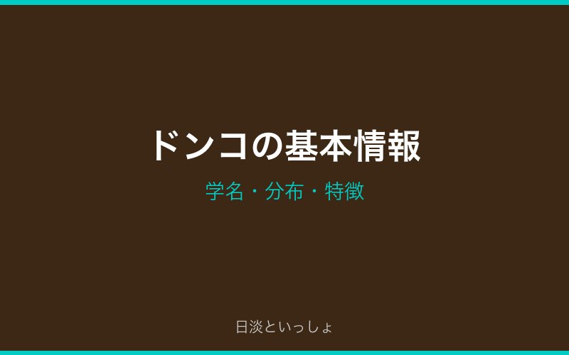 ドンコの基本情報