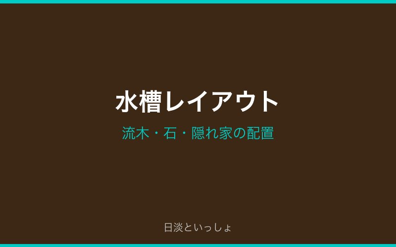 ドンコ水槽レイアウト