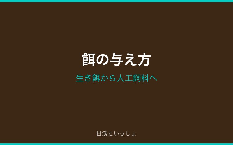 ドンコの餌付け