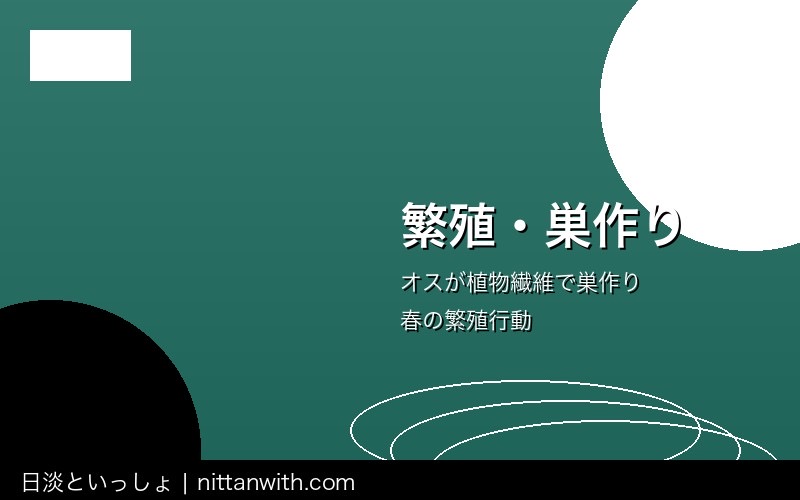 ハリヨ飼育ガイド