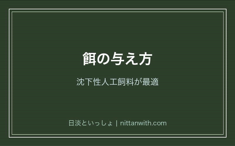 ホトケドジョウの餌の与え方