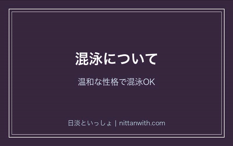 ホトケドジョウの混泳