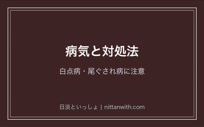 ホトケドジョウの病気と対処法