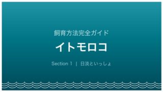 イトモロコの飼育方法完全ガイド アイキャッチ
