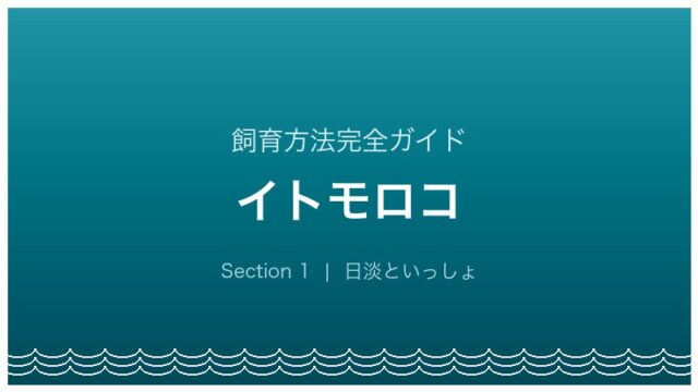 イトモロコの飼育方法完全ガイド アイキャッチ