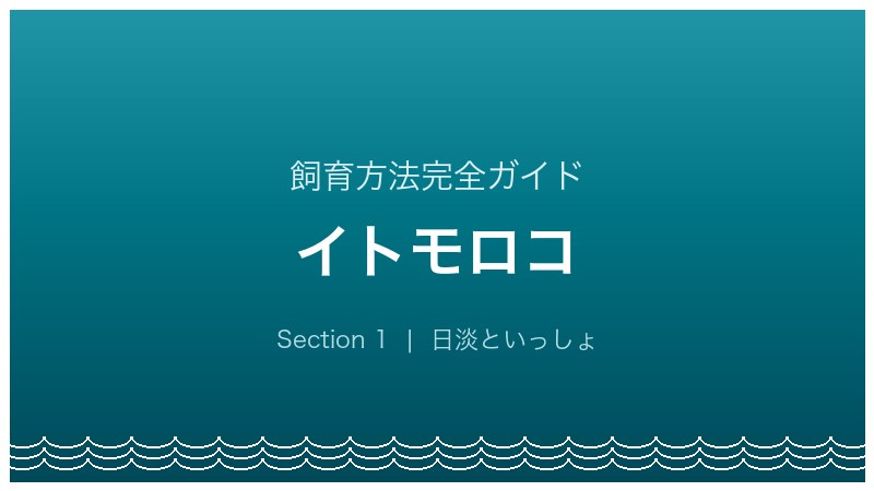 イトモロコの飼育方法完全ガイド アイキャッチ