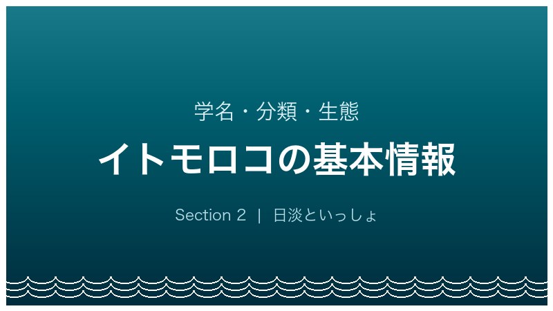 イトモロコ飼育ガイド