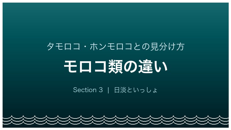 イトモロコ飼育ガイド