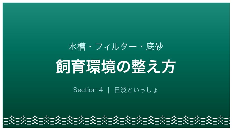 イトモロコ飼育ガイド