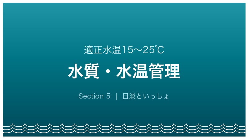 イトモロコ飼育ガイド