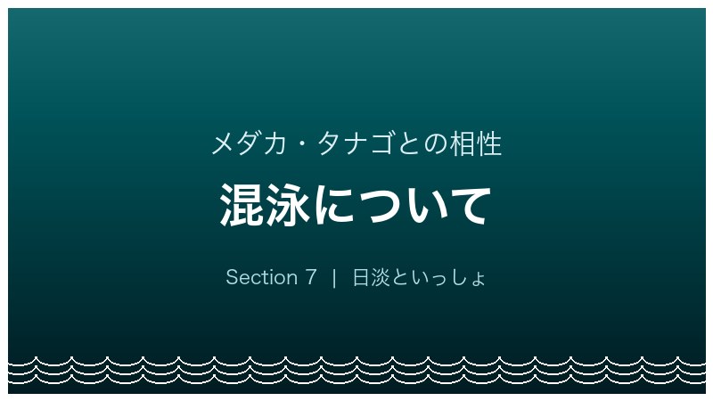 イトモロコ飼育ガイド