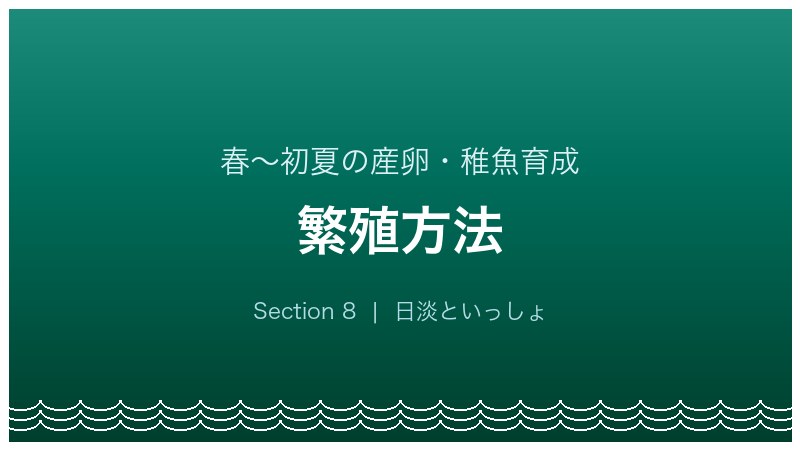 イトモロコ飼育ガイド