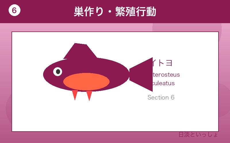 イトヨ 巣作り・繁殖行動