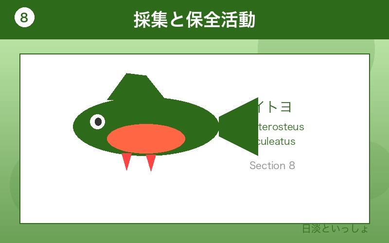 イトヨ 採集と保全活動