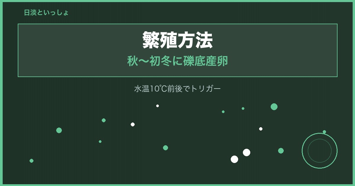 イワナの繁殖方法（秋産卵・礫底産卵）