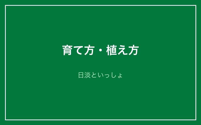 カボンバの育て方・植え方