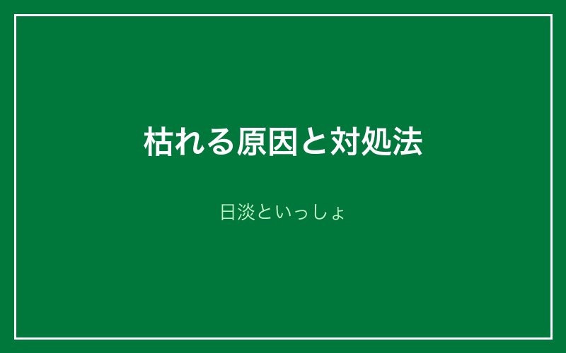 枯れる原因と対処法