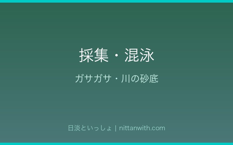 カマツカの採集・混泳