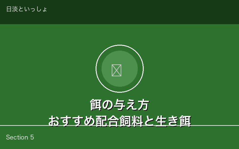 カメの餌の与え方