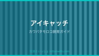 カワバタモロコ飼育ガイド アイキャッチ