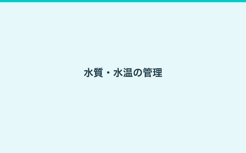 カワムツの飼育画像3