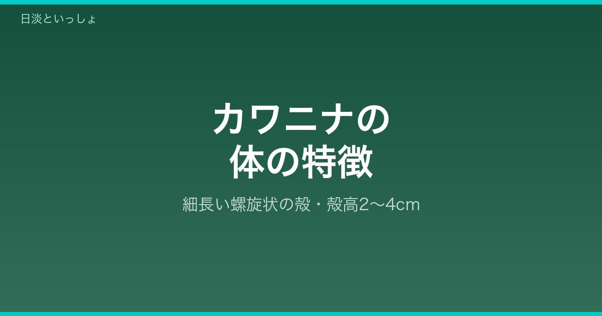カワニナの体の特徴
