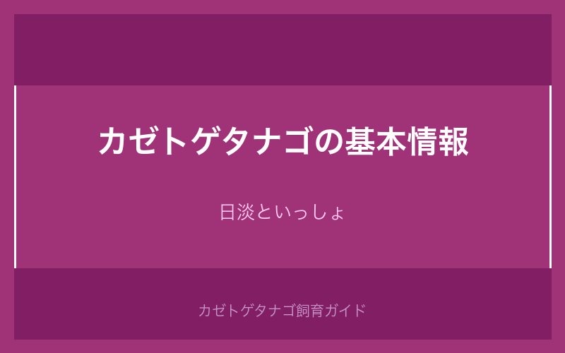 カゼトゲタナゴの基本情報・学名・分布